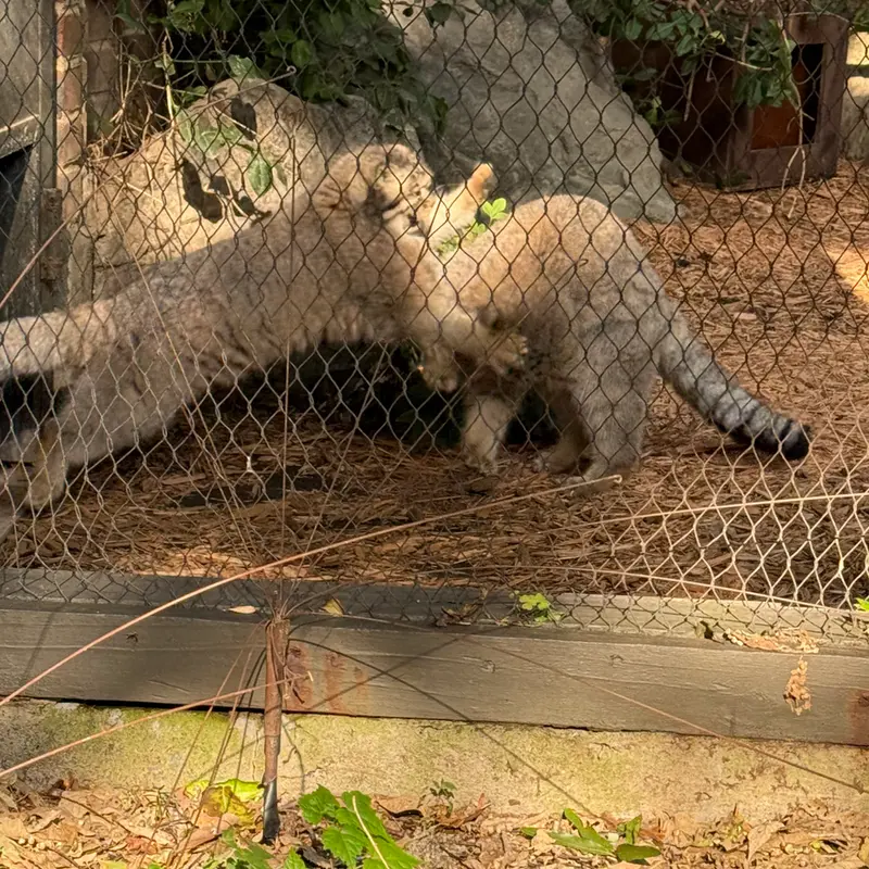 プロスペクト・パーク動物園のサルナイとバトゥの写真