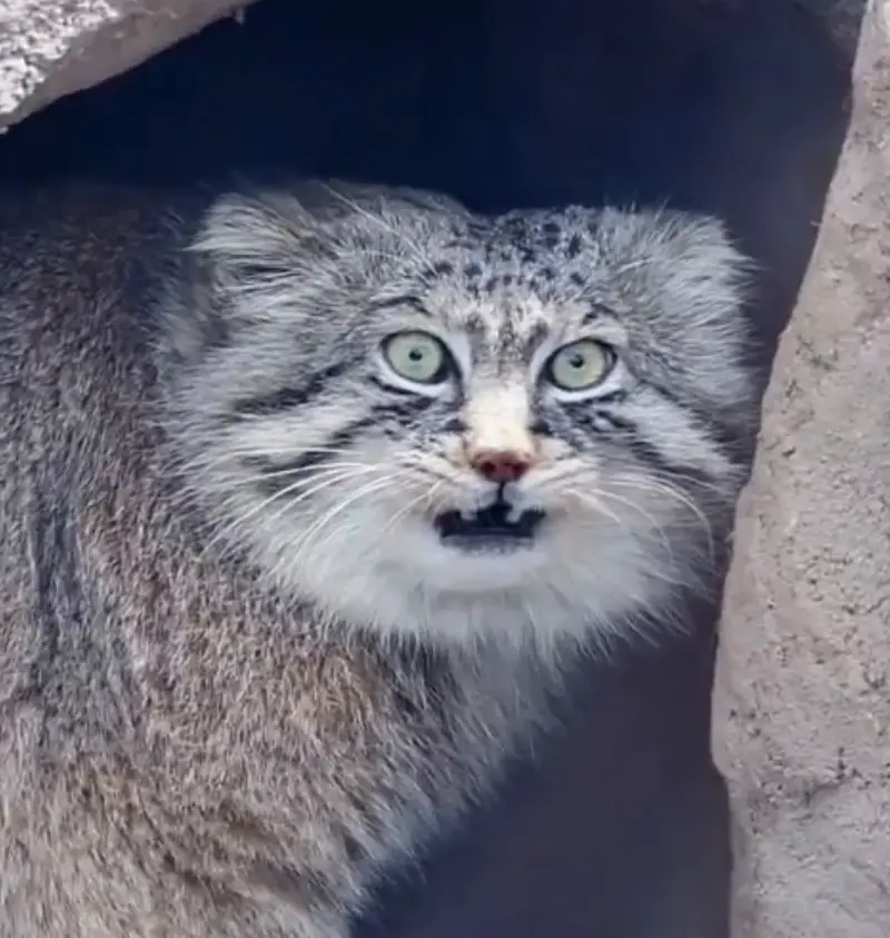 埼玉県こども動物自然公園のロータスの写真