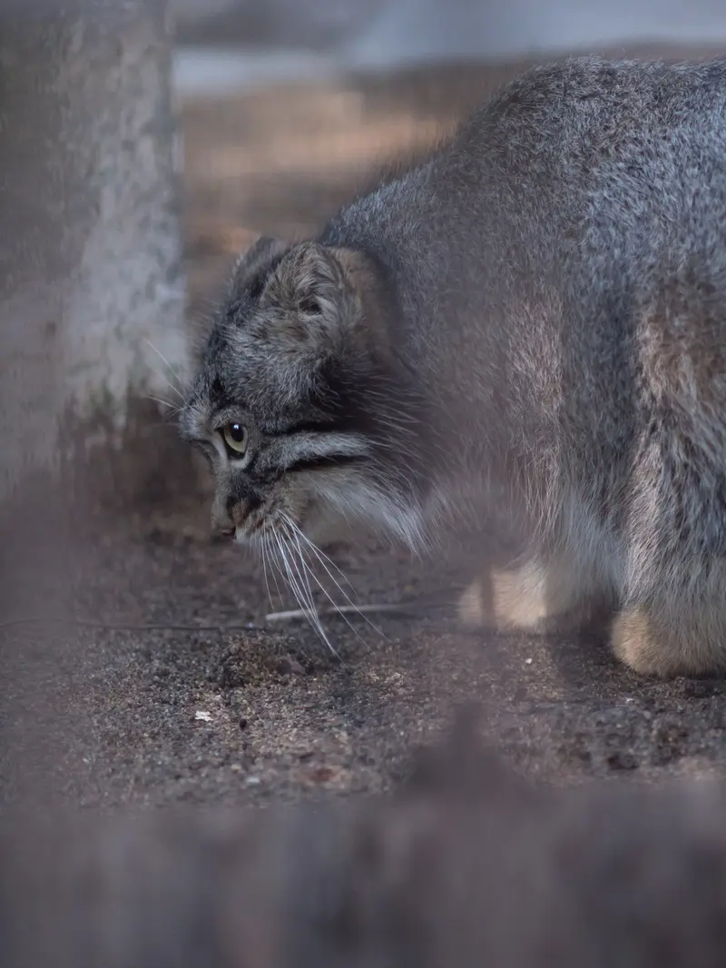 野毛山動物園のフィーガの写真