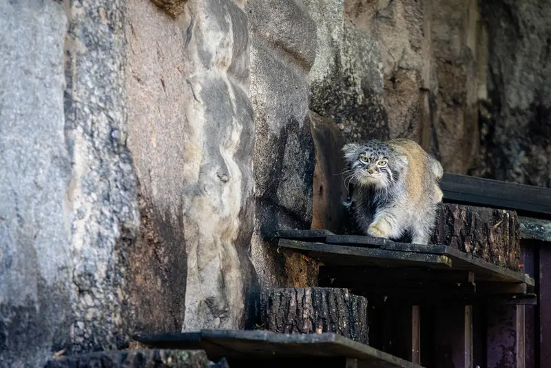 モスクワ動物園のティモフェイの写真