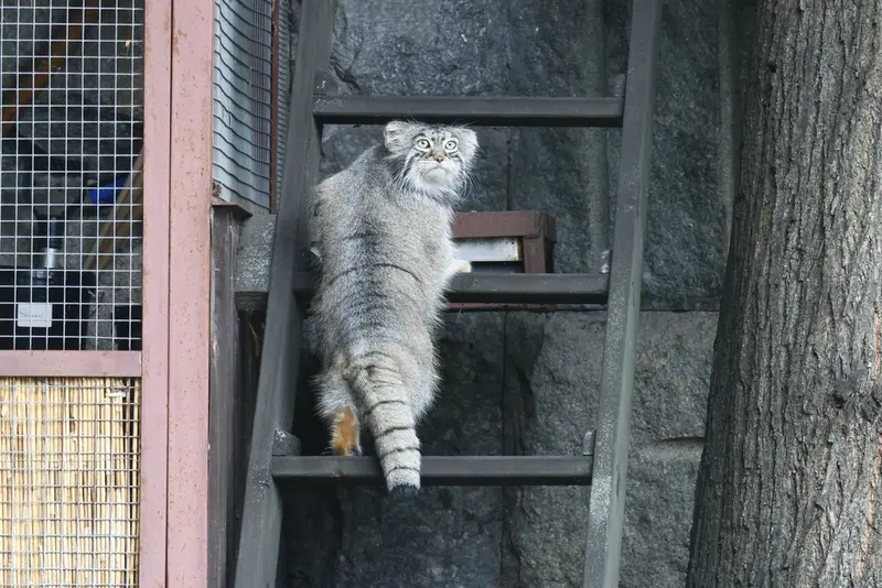 モスクワ動物園のティモフェイの写真