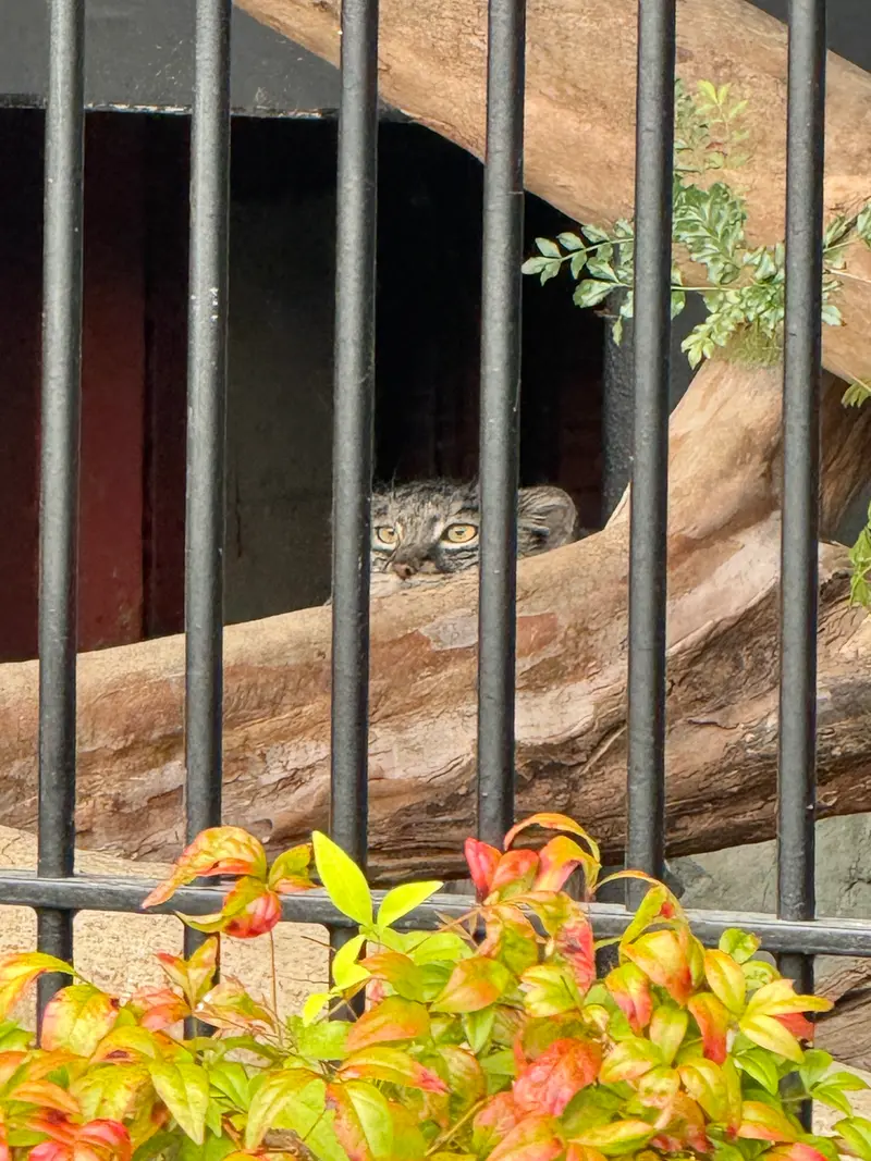 ごかつら池どうぶつパークのメイの写真