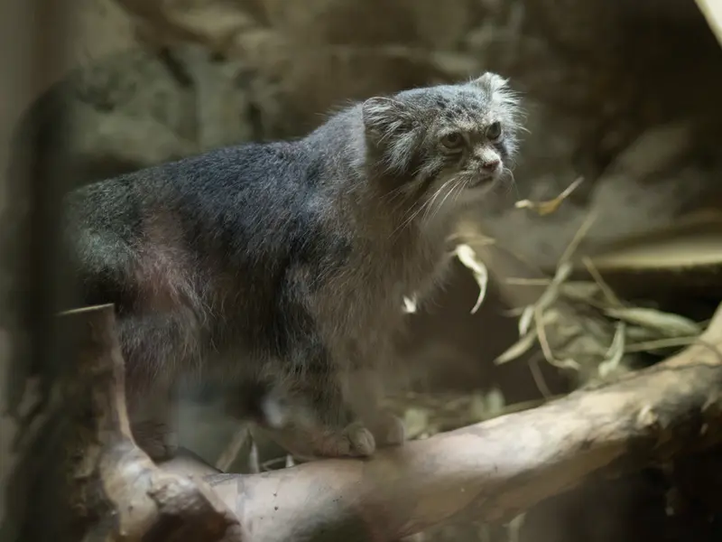 恩賜上野動物園のクリョンの写真