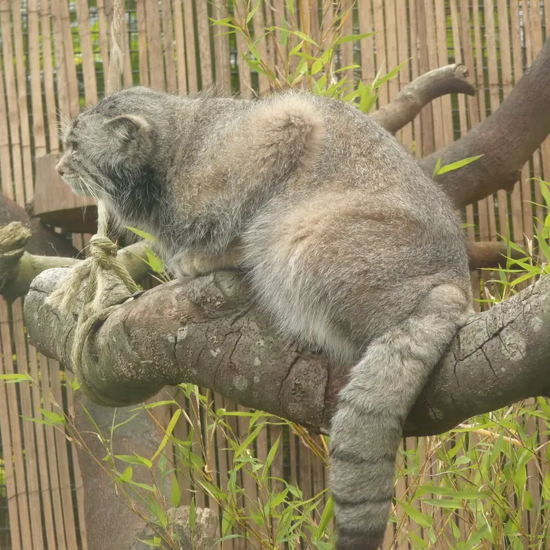 エディンバラ動物園のアキコの写真