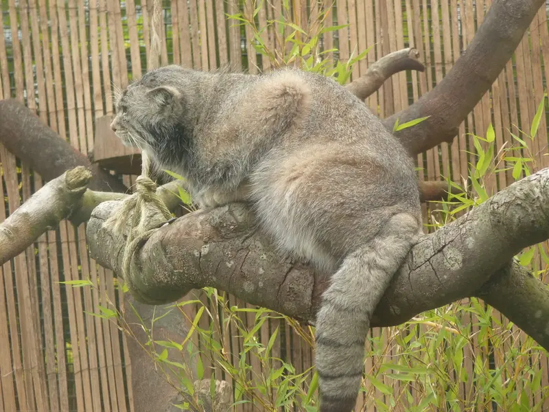 エディンバラ動物園のアキコの写真
