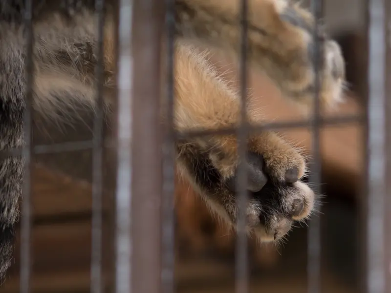 野毛山動物園のフィーガの写真