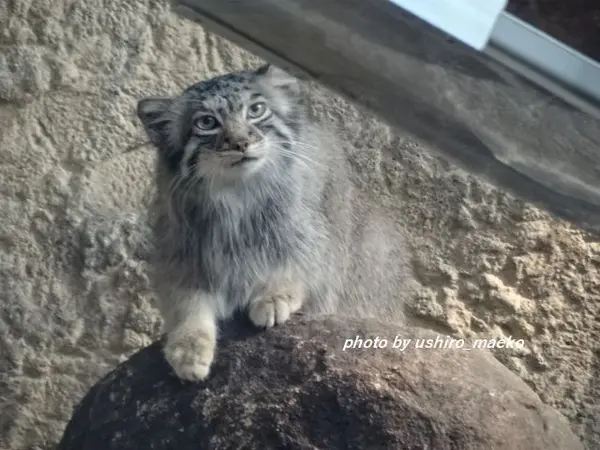 マヌルネコの写真