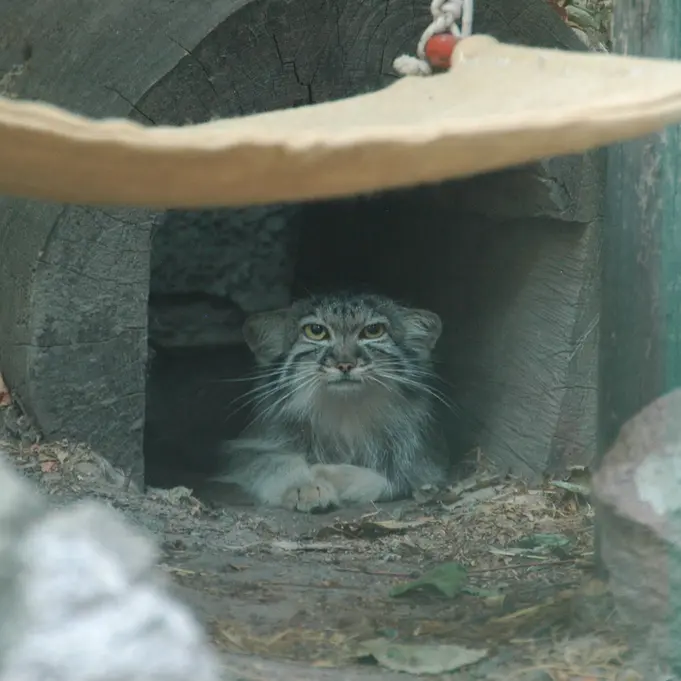 ブダペスト動物園＆植物園のルーシーの写真
