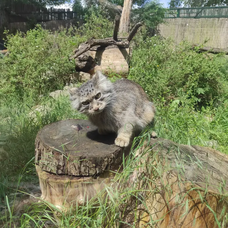 ヴロツワフ動物園のザリナの写真