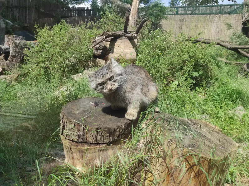 ヴロツワフ動物園のザリナの写真
