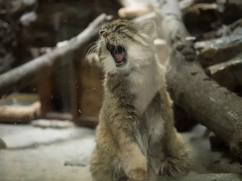 恩賜上野動物園のプリームラの写真