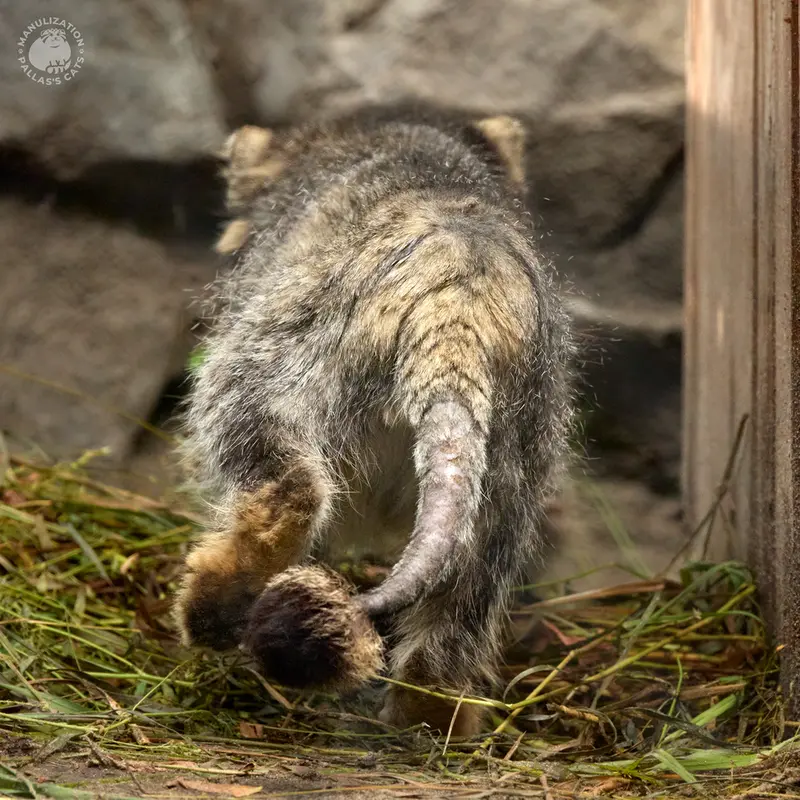 ノヴォシビルスク動物園のカラガンダの写真