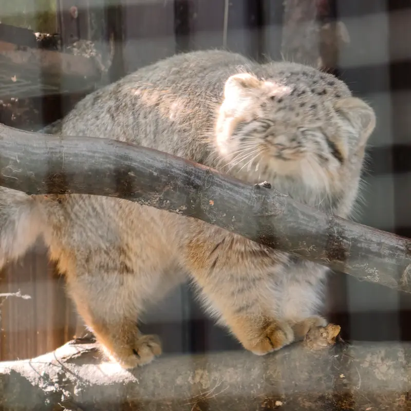 コシツェ動物園のアラニの子（2026年生まれ）Ⅰの写真
