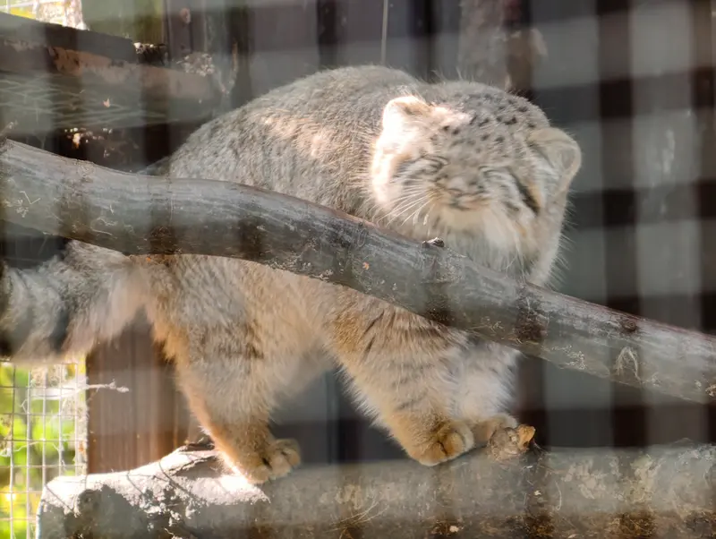コシツェ動物園のアラニの子（2026年生まれ）Ⅰの写真