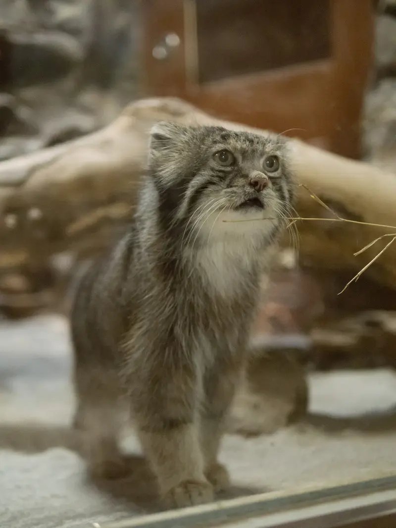 恩賜上野動物園のクリョンの写真