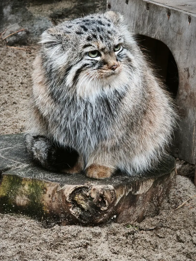 ノヴォシビルスク動物園のガビの写真