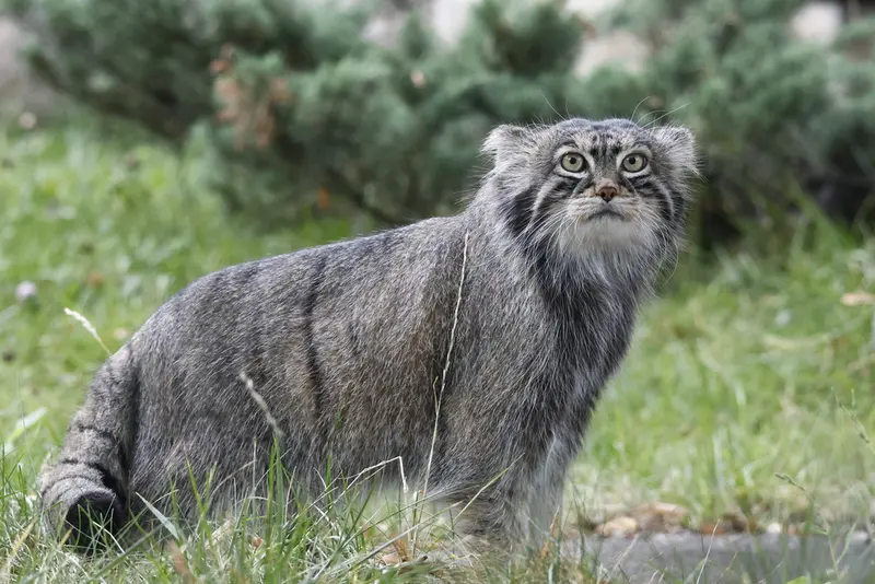 モスクワ動物園のティモフェイの写真