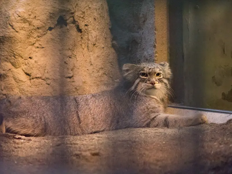 野毛山動物園のフィーガの写真