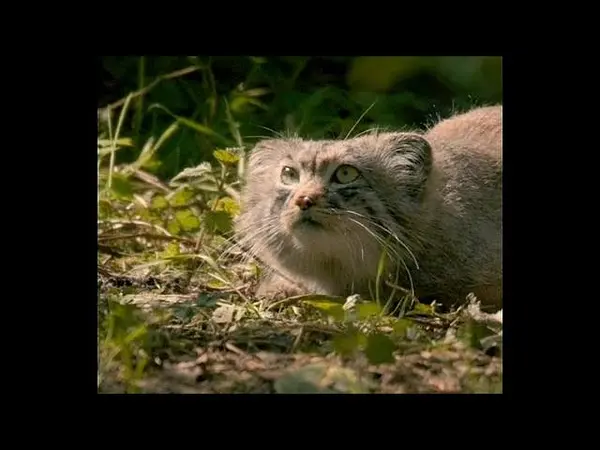 チェスター動物園のチェスター Ⅰ、チェスター Ⅱ、チェスター Ⅲとチェスター Ⅳの動画