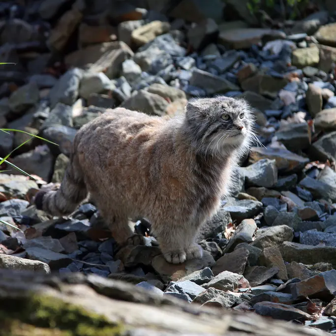 オストラヴァ動物園のモイラの写真
