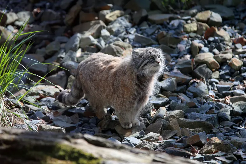 オストラヴァ動物園のモイラの写真
