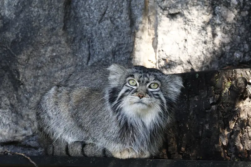 モスクワ動物園のティモフェイの写真