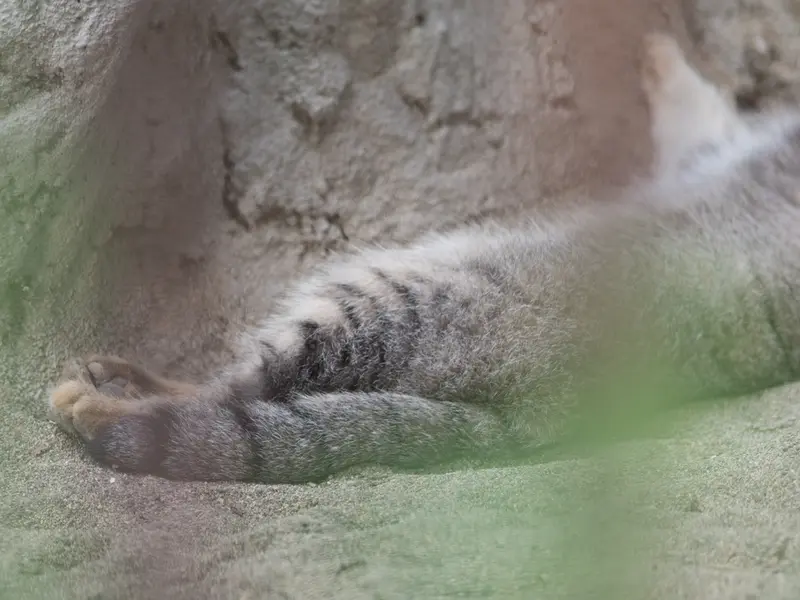野毛山動物園のフィーガの写真
