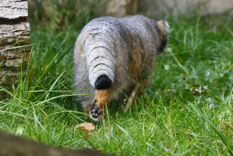 モスクワ動物園のティモフェイの写真