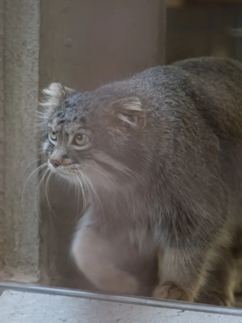 野毛山動物園のフィーガの写真