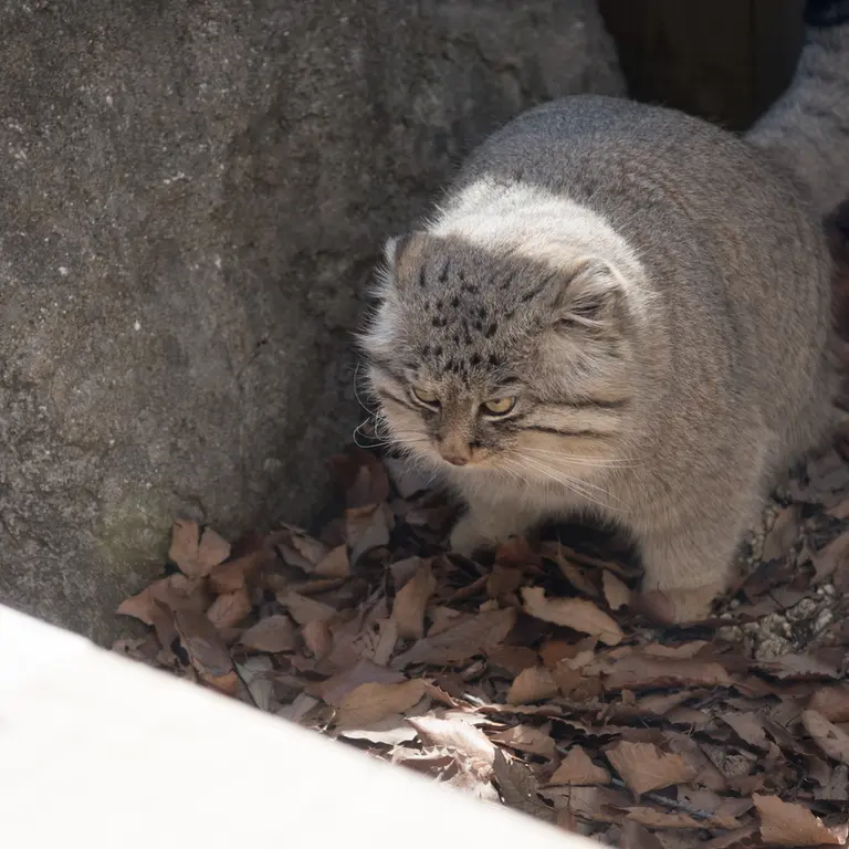 埼玉県こども動物自然公園のロータスの写真