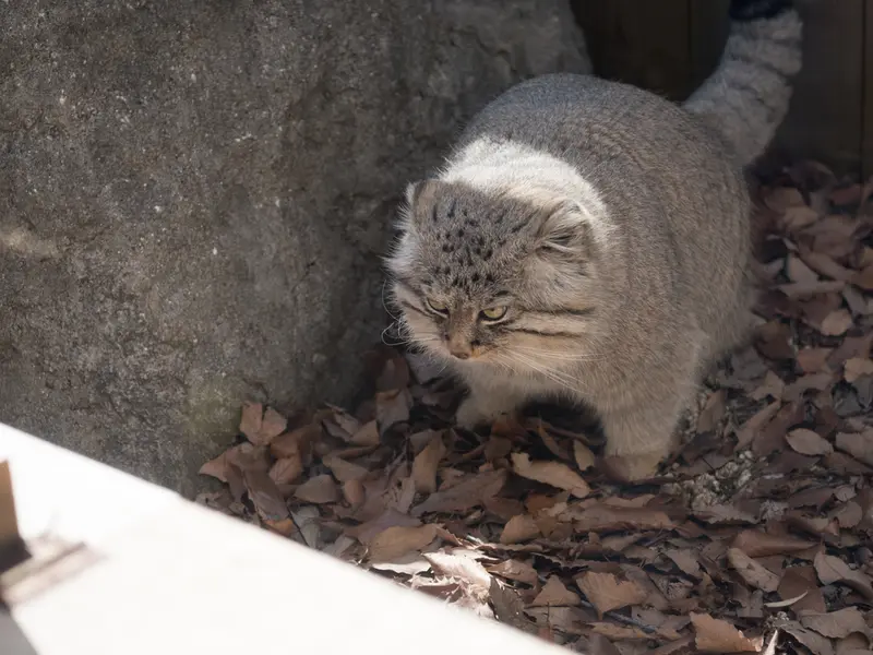 埼玉県こども動物自然公園のロータスの写真