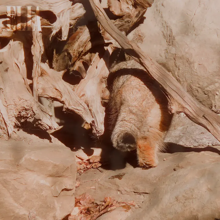 カルガリー動物園 / ワイルダー研究所のオラフの写真