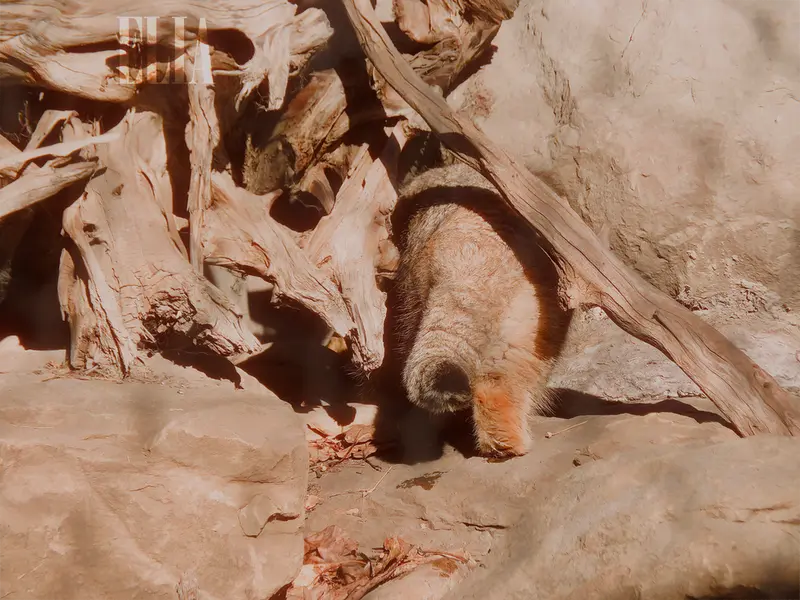 カルガリー動物園 / ワイルダー研究所のオラフの写真