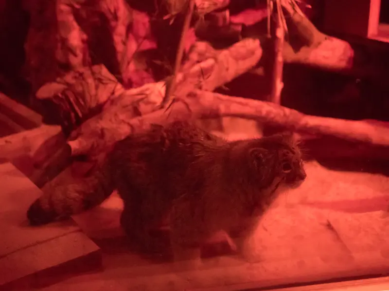 恩賜上野動物園のナイマの写真