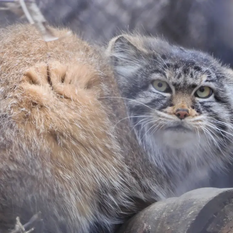 ノヴォシビルスク動物園のゾーシャの写真