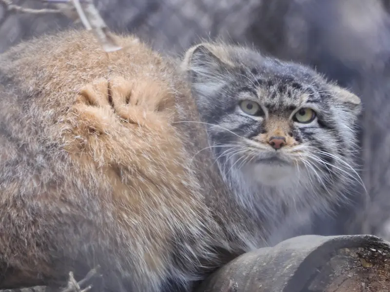 ノヴォシビルスク動物園のゾーシャの写真