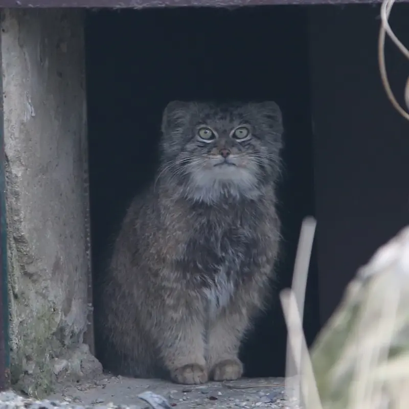 オストラヴァ動物園のプルトンの写真