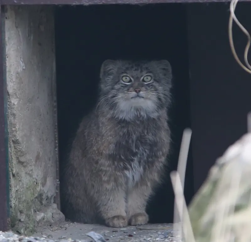 オストラヴァ動物園のプルトンの写真