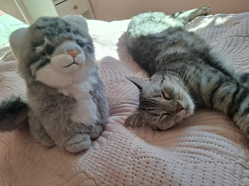 マヌルネコの写真