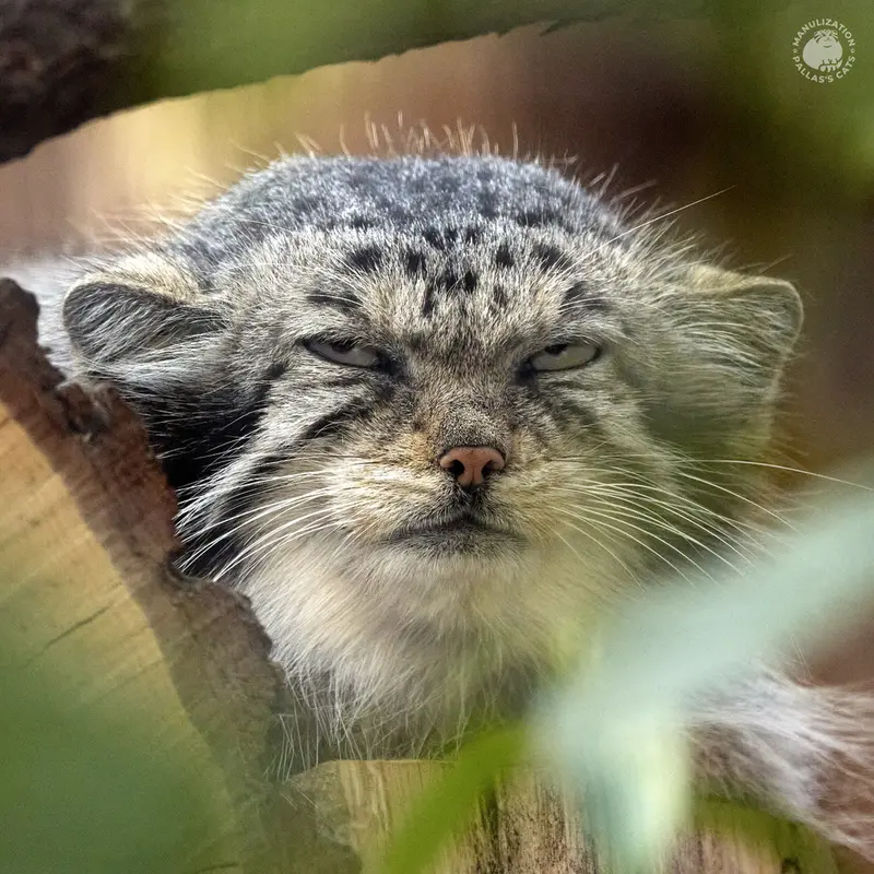 レニングラード動物園のマヌルネコのナミカ