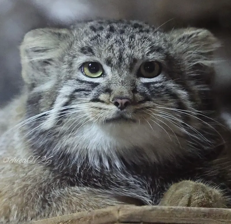 恩賜上野動物園のアブリコースの写真
