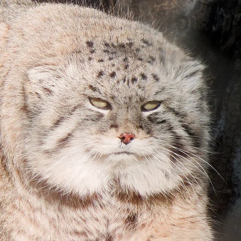 カルガリー動物園 / ワイルダー研究所のマヌルネコのオラフ