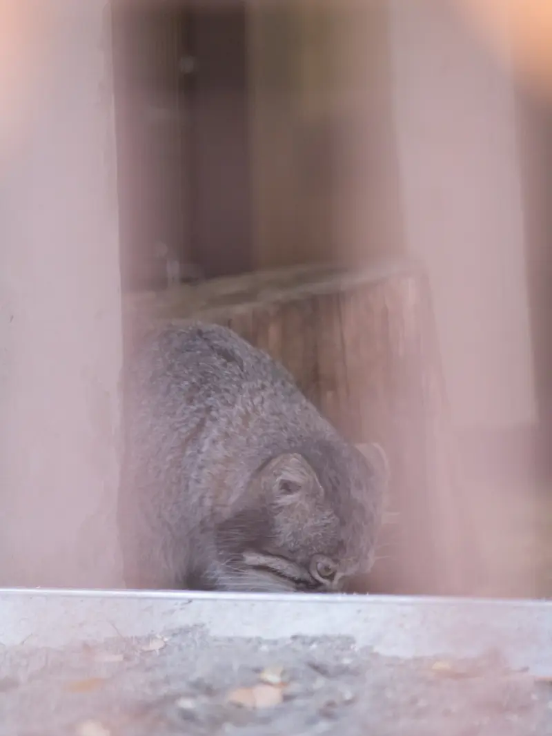 野毛山動物園のフィーガの写真