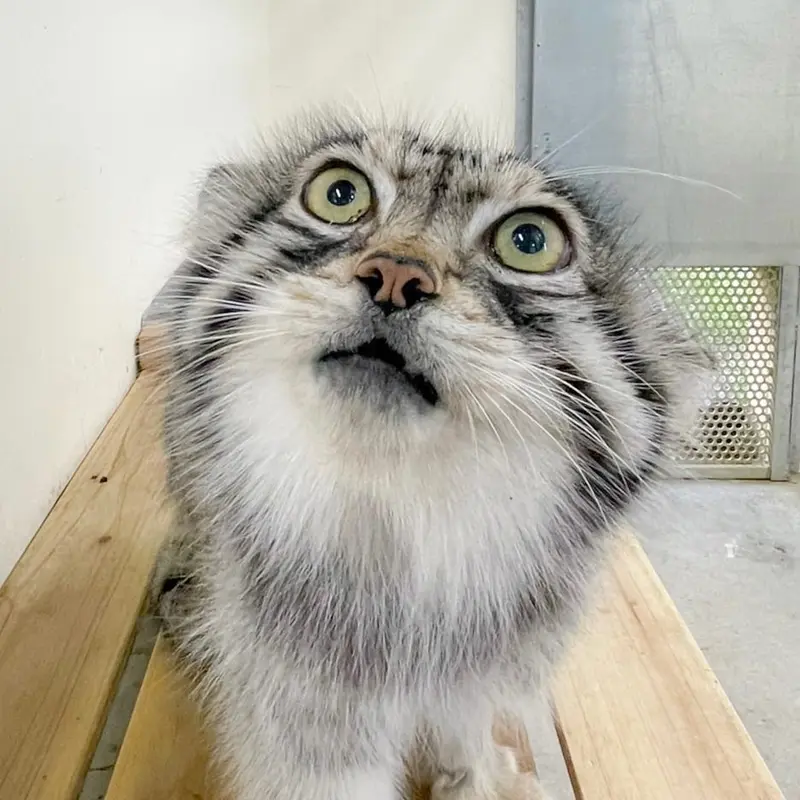 那須どうぶつ王国のレフの写真