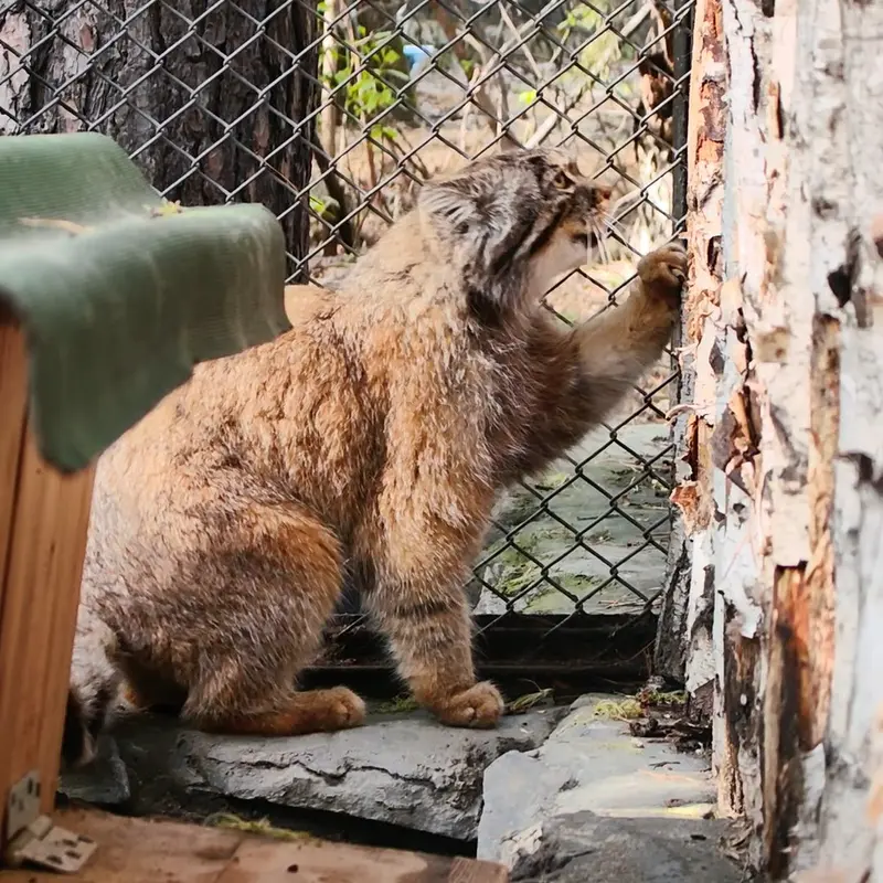 ノヴォシビルスク動物園のマヌルネコの写真