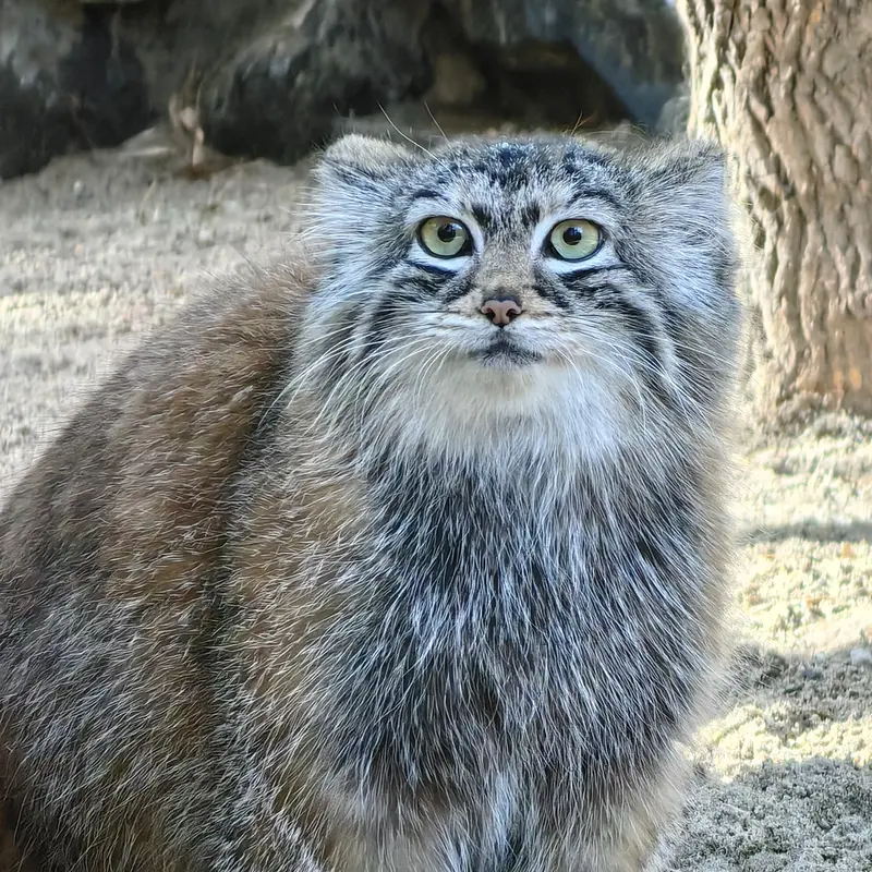 ノヴォシビルスク動物園のアーニャの写真