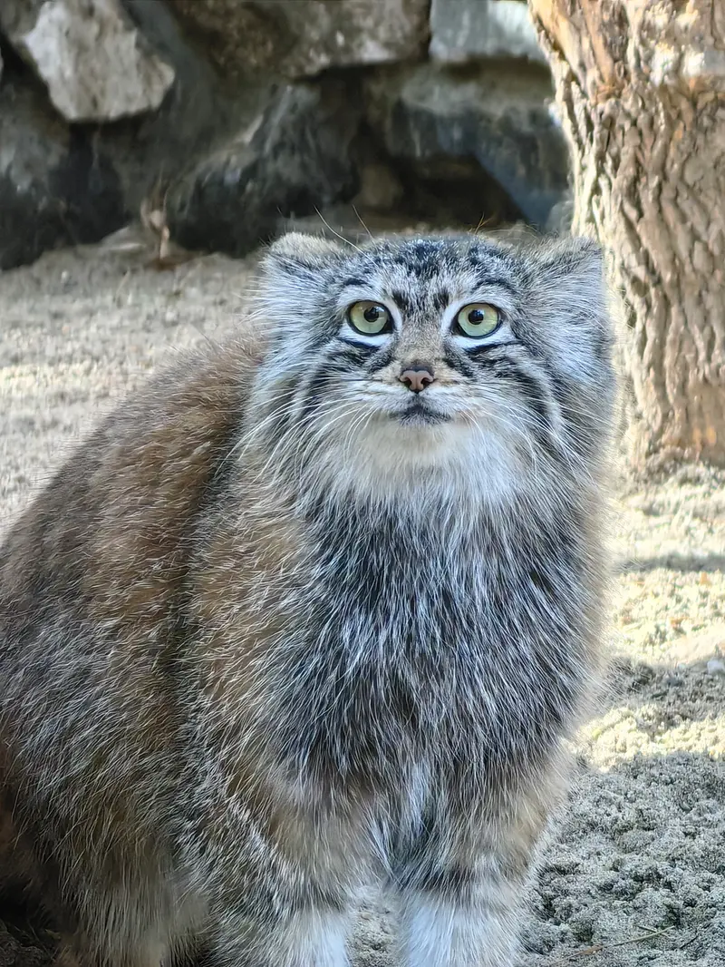 ノヴォシビルスク動物園のアーニャの写真