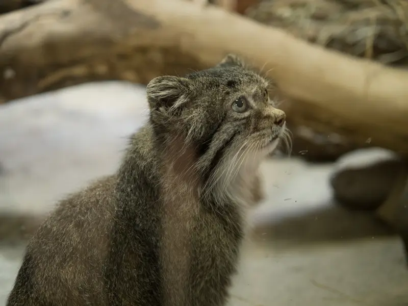 恩賜上野動物園のクリョンの写真