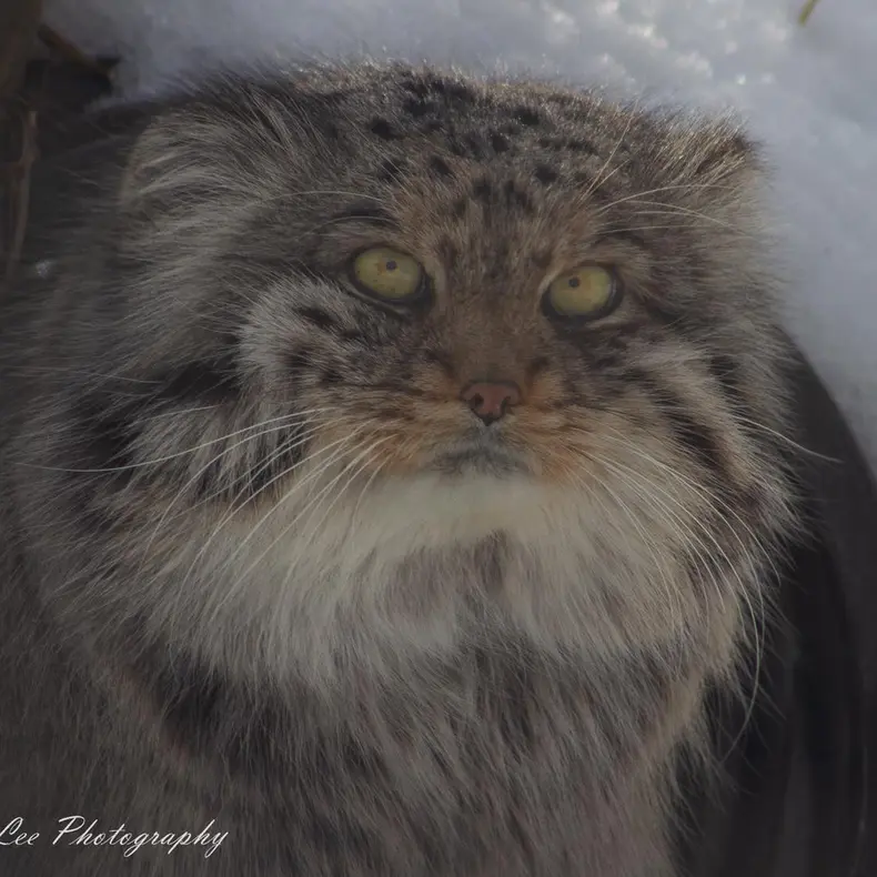 ダコタ動物園のフィンの写真