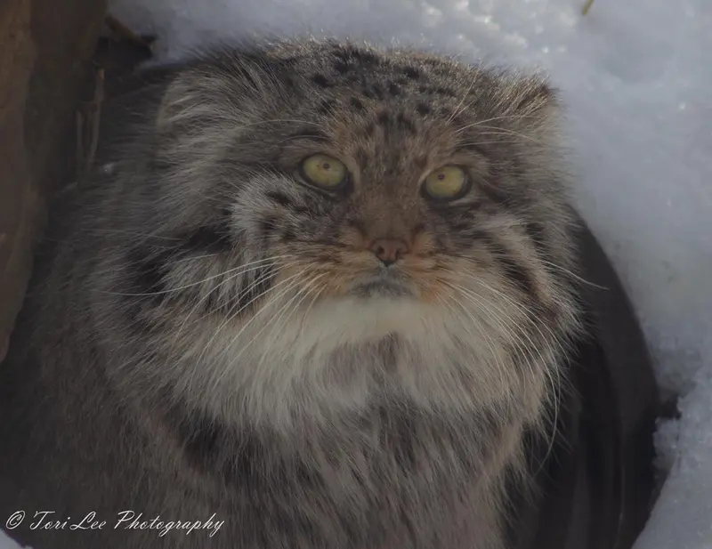 ダコタ動物園のフィンの写真
